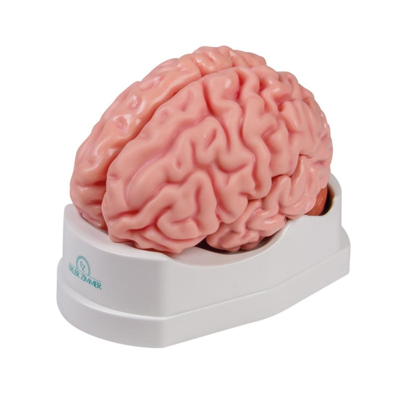 Anatomical Brain Model Medvana UK