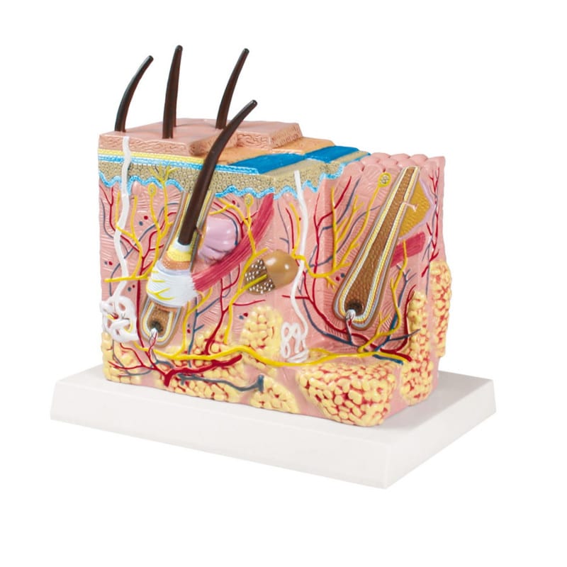 Skin Block Model – Medvana