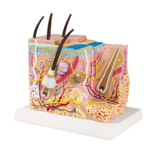 Skin Block Model Medvana UK