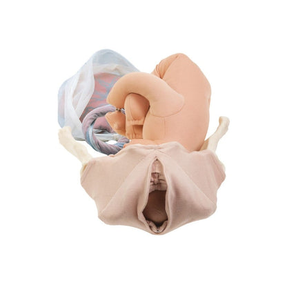 Deluxe Childbirth Model Set Medvana UK