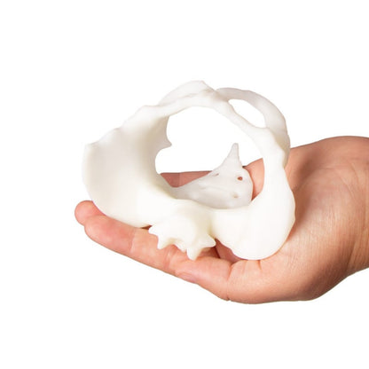 Mini Pelvis with Birthing Doll Medvana UK