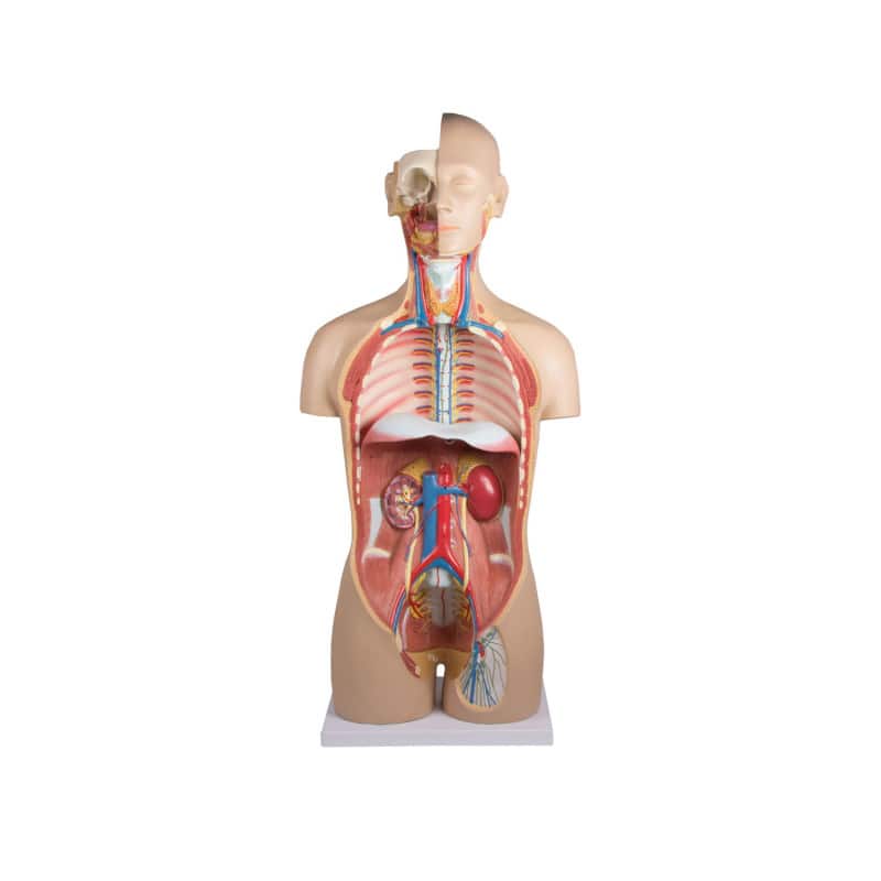 Torso With Opened Back Medvana UK