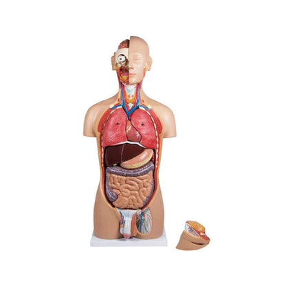 Torso With Opened Back Medvana UK