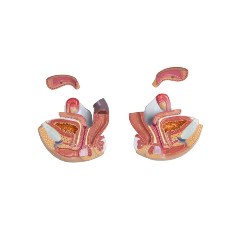 Torso With Opened Back Medvana UK