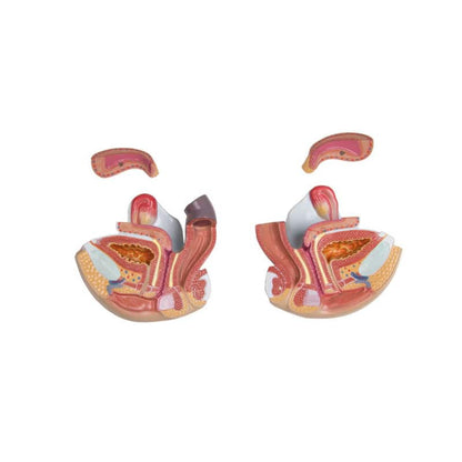 Torso With Opened Back Medvana UK