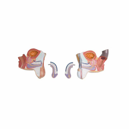 Torso With Opened Back Medvana UK