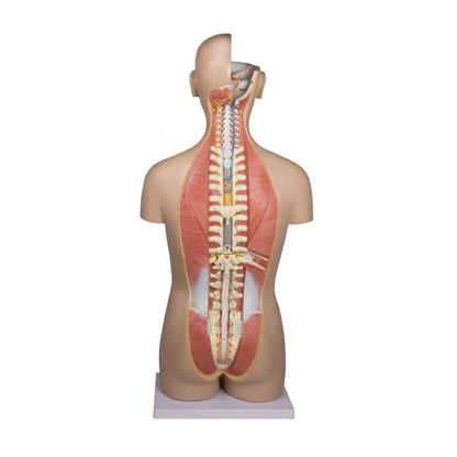 Torso With Opened Back Medvana UK