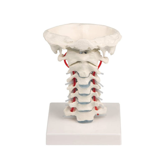 Cervical Vertebra with Stand Medvana UK