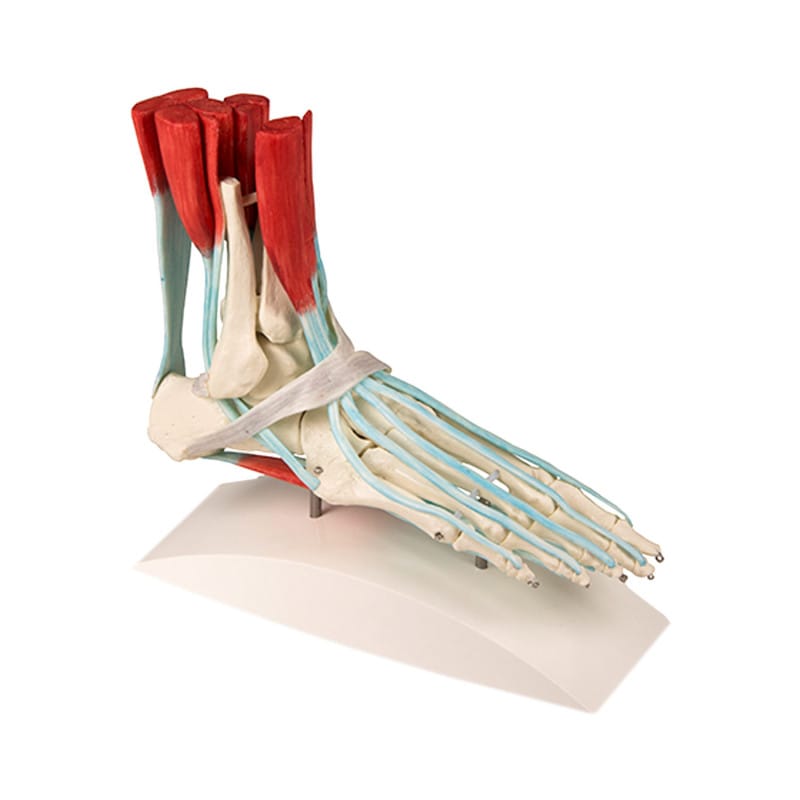 Foot Skeleton with Ligaments Medvana UK