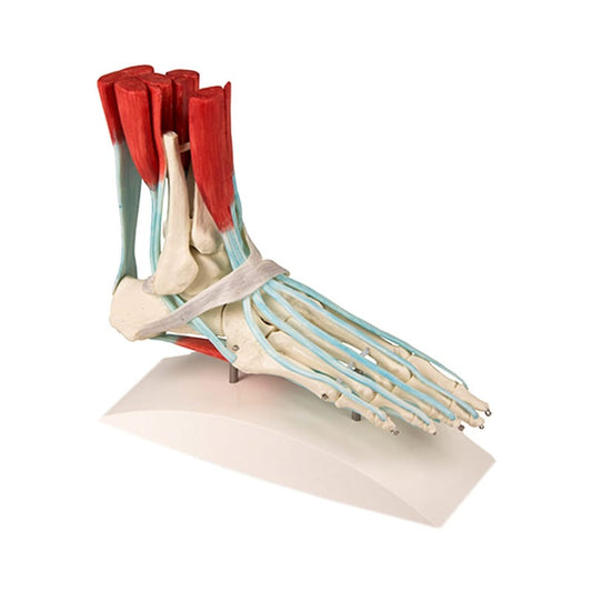 Foot Skeleton with Ligaments Medvana UK