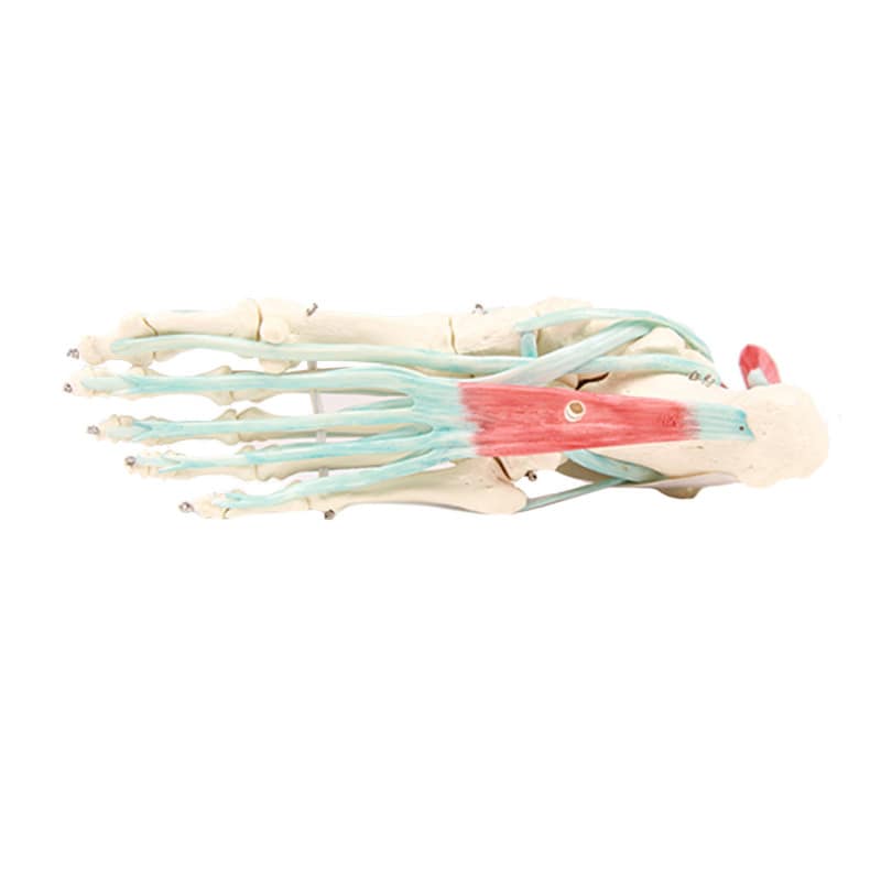 Foot Skeleton with Ligaments Medvana UK