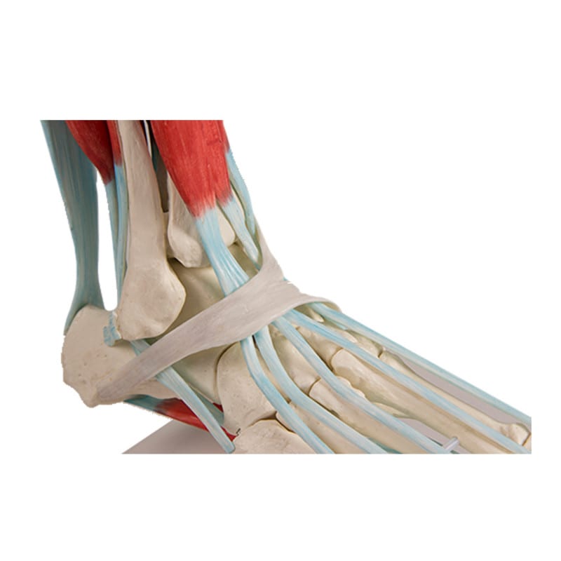 Foot Skeleton with Ligaments Medvana UK