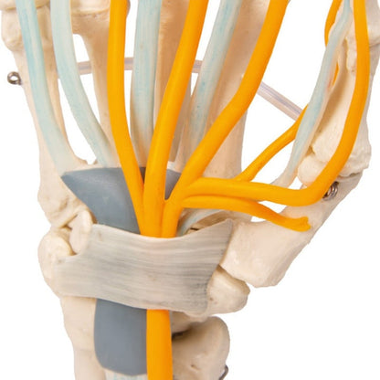 Hand with Tendons, Nerves and Carpal Tunnel Medvana UK