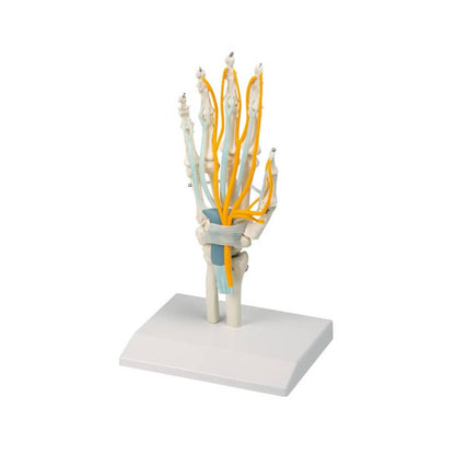 Hand with Tendons, Nerves and Carpal Tunnel Medvana UK
