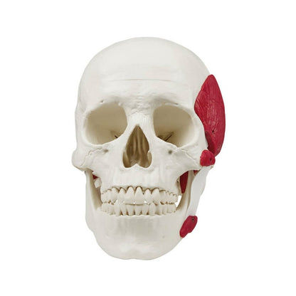 Skull with Masticatory Muscles Medvana UK
