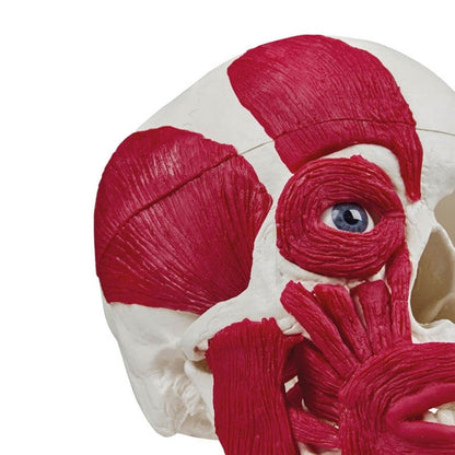 Skull with Musculature Medvana UK