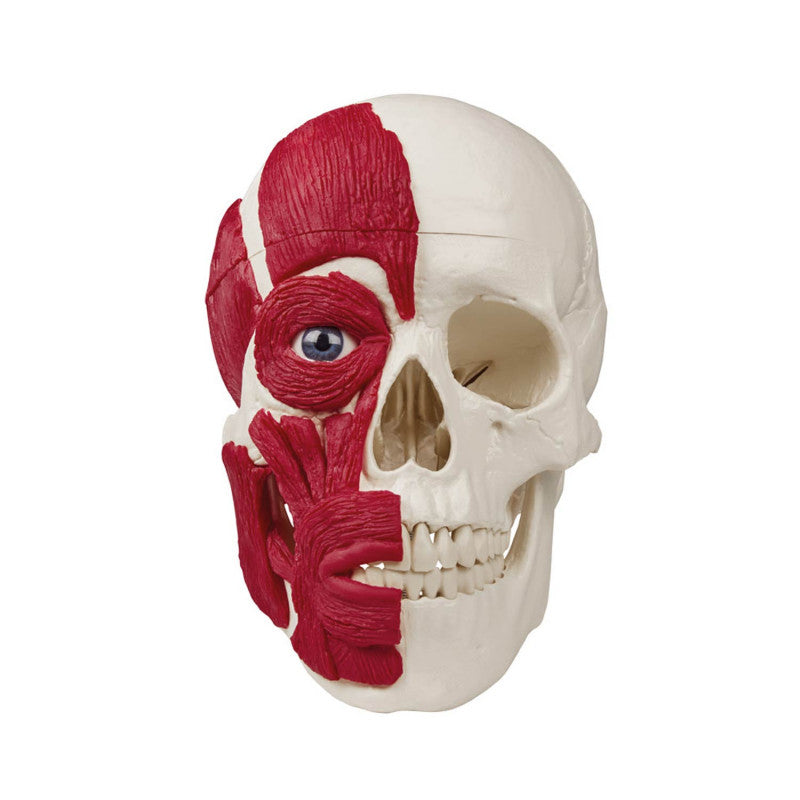 Skull with Musculature Medvana UK