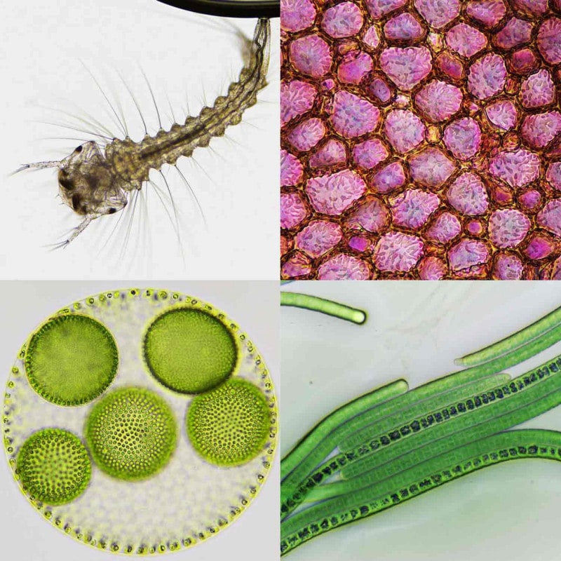 BRESSER Science Infinity Microscope Medvana UK