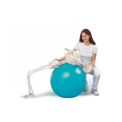 Skeleton "Hugo" with Flexible Spine Medvana UK