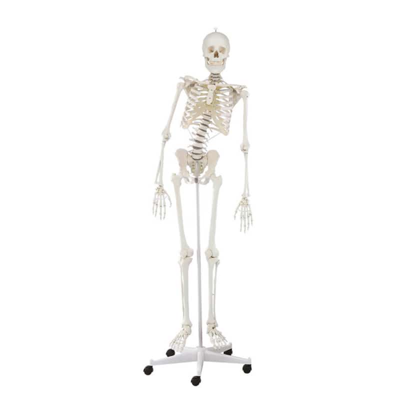 Skeleton "Hugo" with Flexible Spine Medvana UK