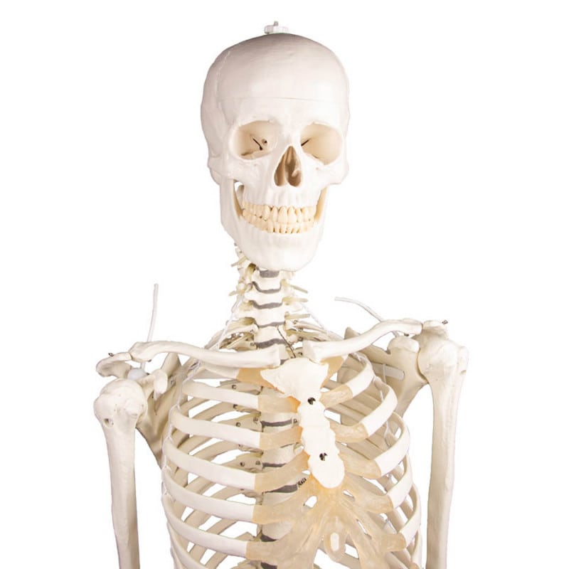Skeleton "Hugo" with Flexible Spine Medvana UK