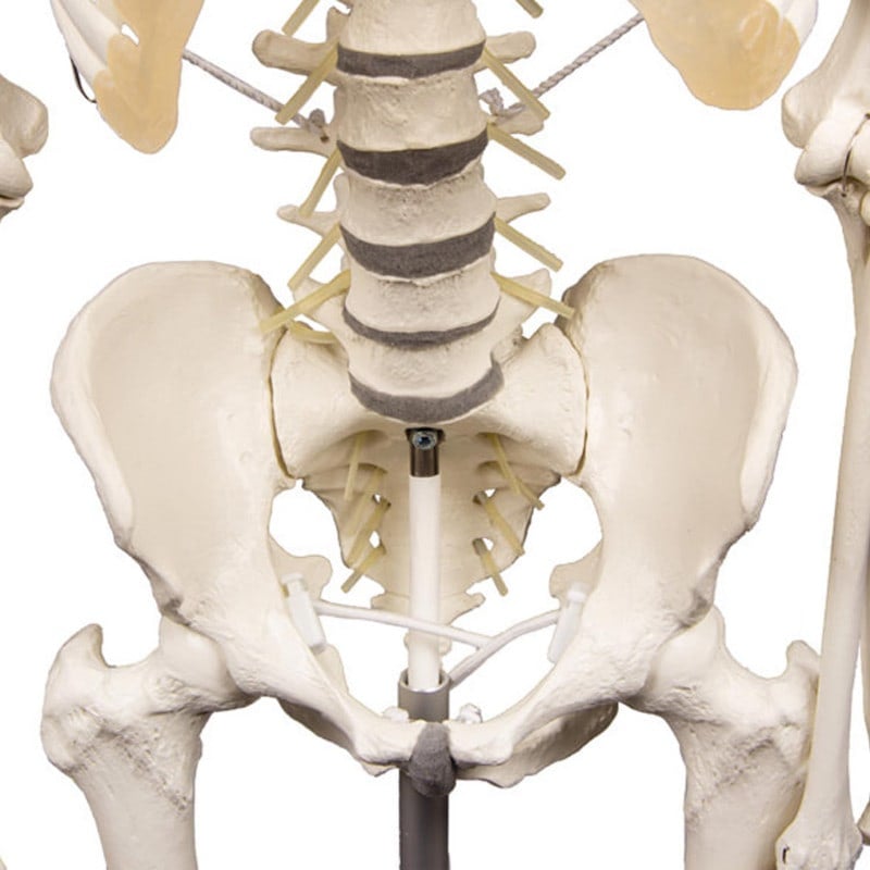 Skeleton "Hugo" with Flexible Spine Medvana UK