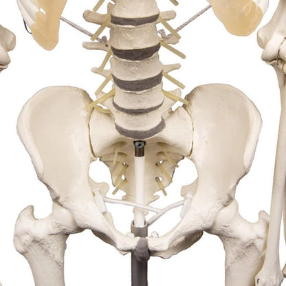 Skeleton "Hugo" with Flexible Spine Medvana UK