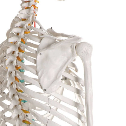 Skeleton model for learning all important structures Medvana UK