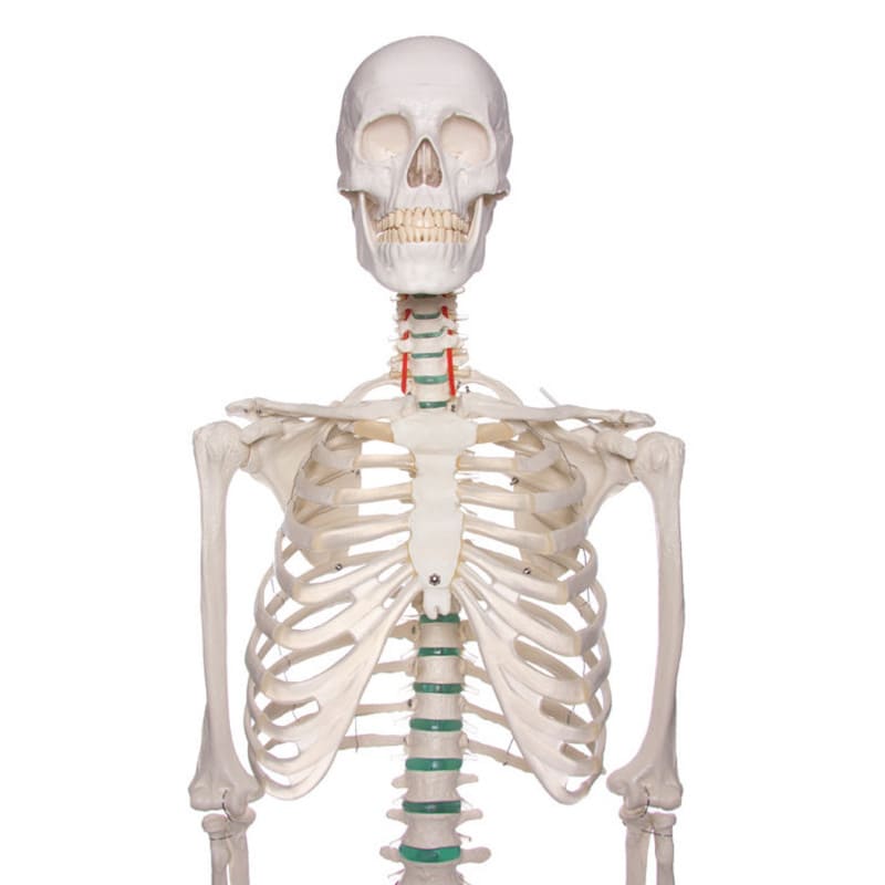 Skeleton model for learning all important structures Medvana UK