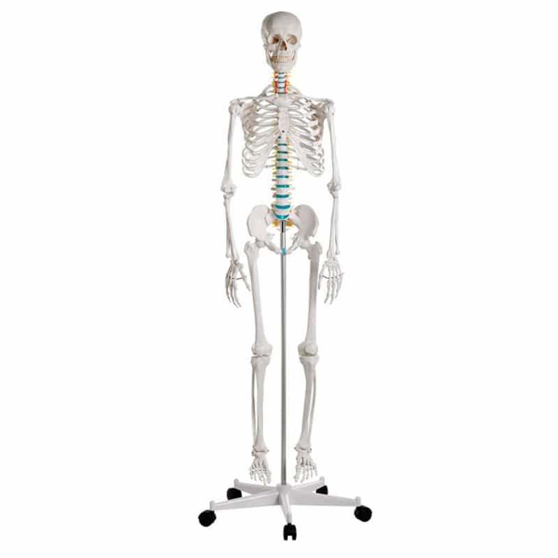 Skeleton model for learning all important structures Medvana UK