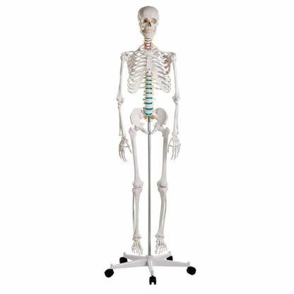 Skeleton model for learning all important structures Medvana UK