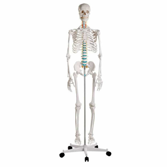 Skeleton model for learning all important structures Medvana UK