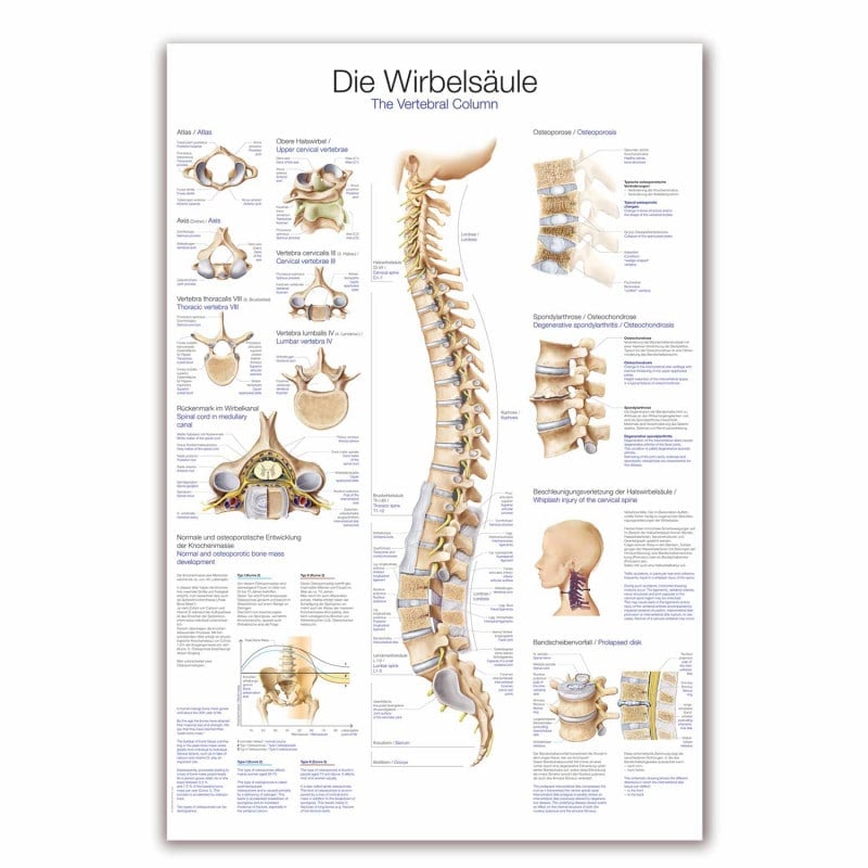 The Vertebral Column Wall Chart Medvana UK