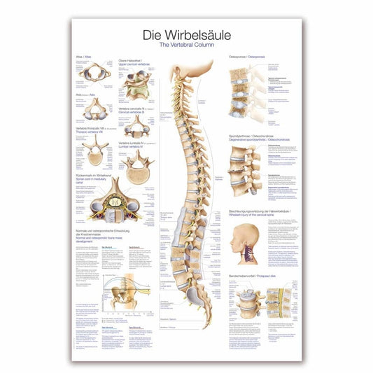 The Vertebral Column Wall Chart Medvana UK