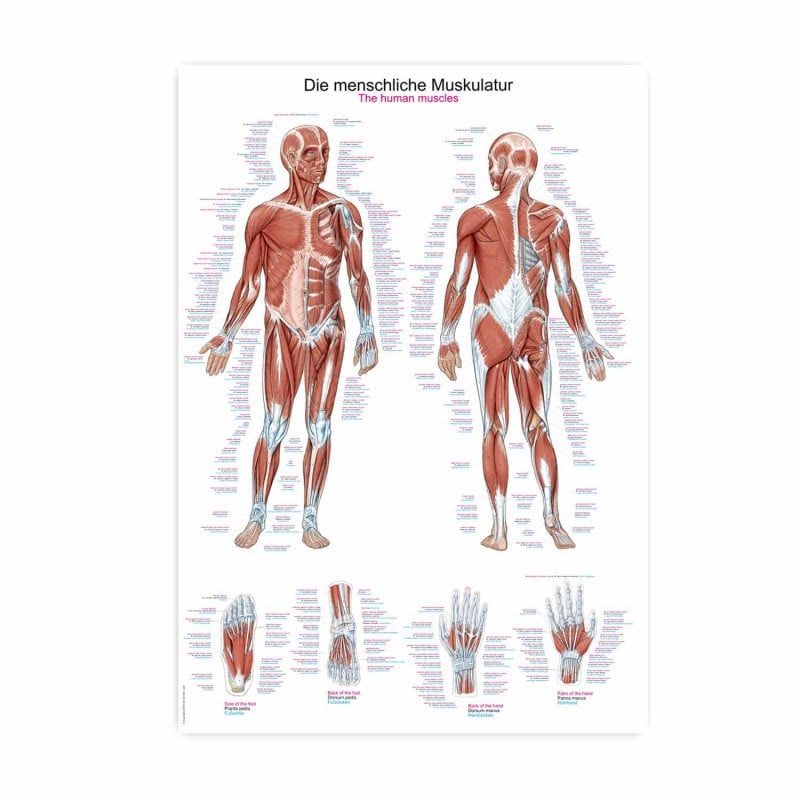 Human Muscles Wall Chart Medvana UK