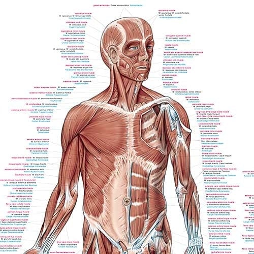 Human Muscles Wall Chart Medvana UK