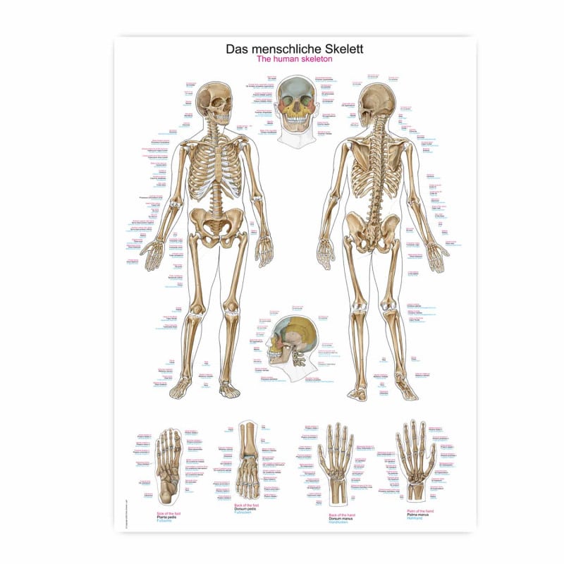 The Human Skeleton Wall Chart Medvana UK