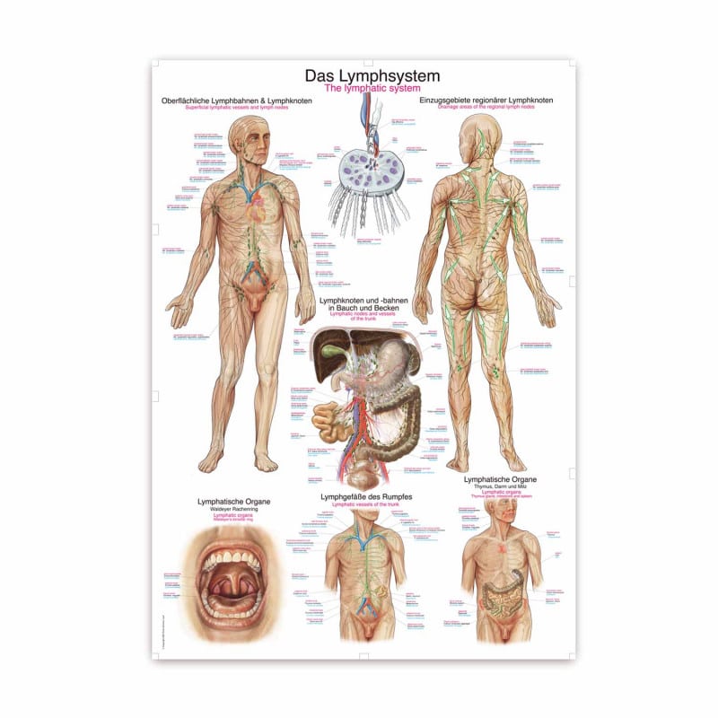 The Lymphatic System Wall Chart Medvana UK