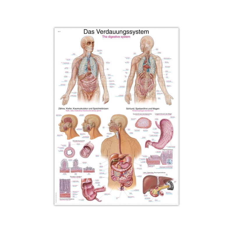 The Digestive System Wall Chart Medvana UK