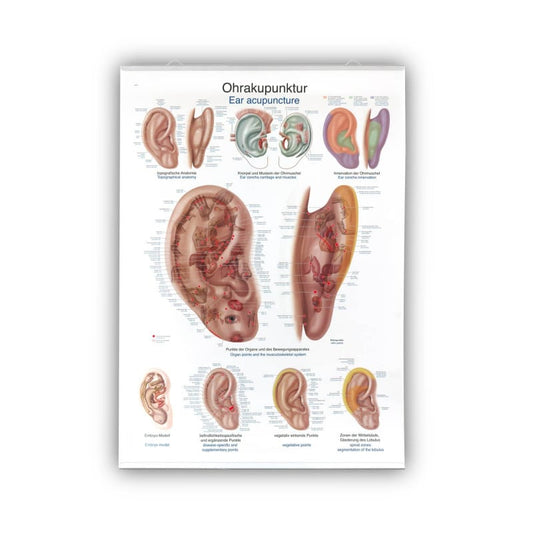 Wall Chart "Ear Acupuncture"