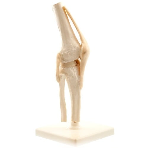 Human Knee Model Medvana UK