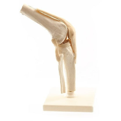 Human Knee Model Medvana UK