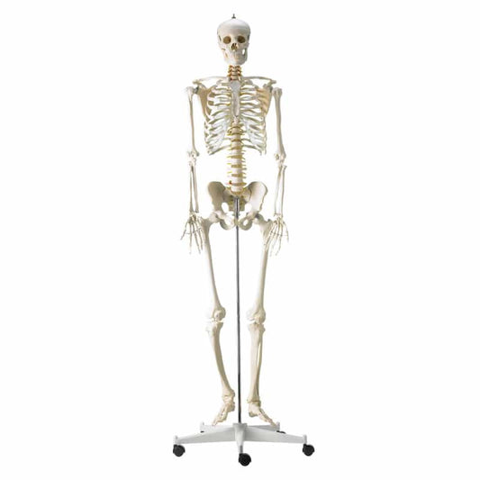 Life-Size Human Skeleton Model Medvana UK