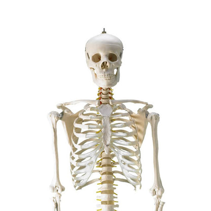 Life-Size Human Skeleton Model Medvana UK