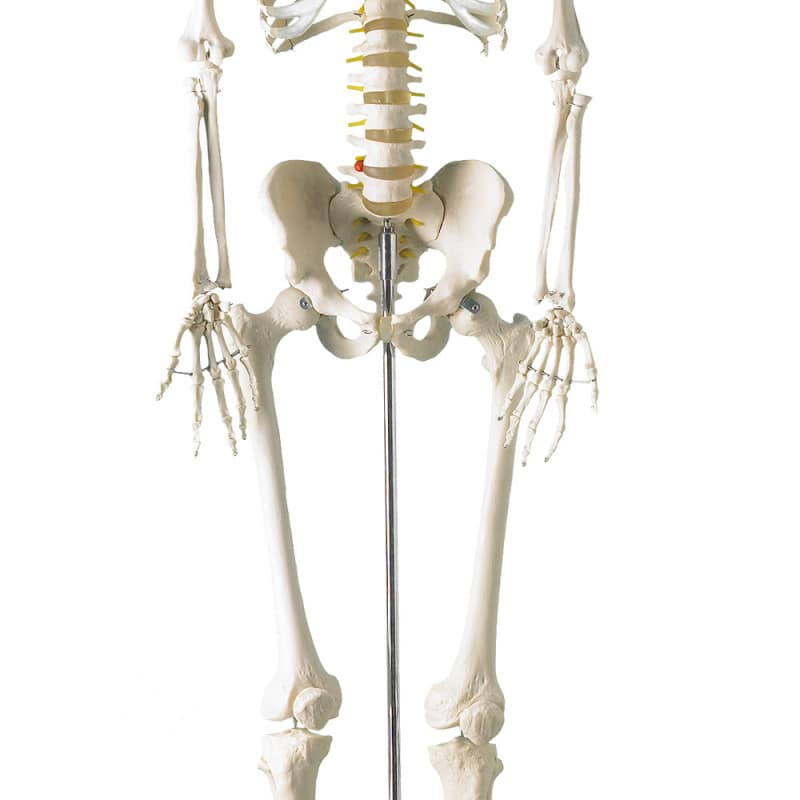Life-Size Human Skeleton Model Medvana UK