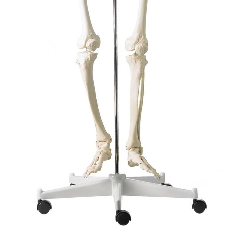 Life-Size Human Skeleton Model Medvana UK