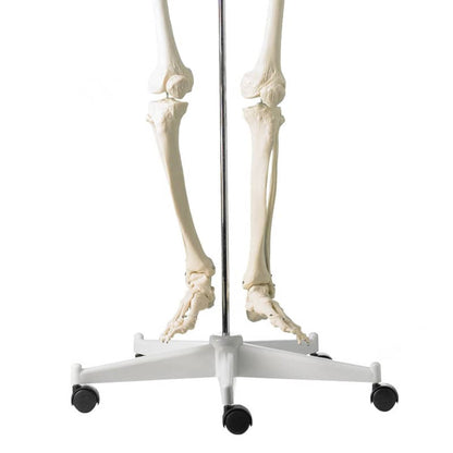 Life-Size Human Skeleton Model Medvana UK