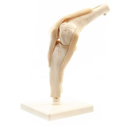 Human Knee Model Medvana UK