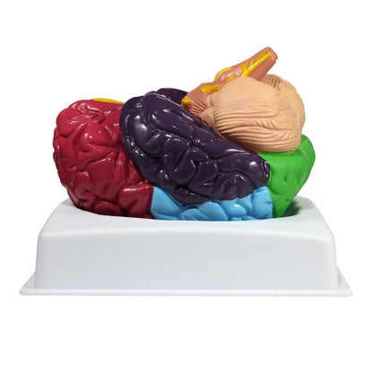 Brain Model with Brodmann Areas Medvana UK