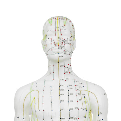 Male Acupuncture Model Medvana UK